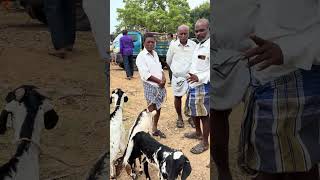 Goat market pileru #cowgoat