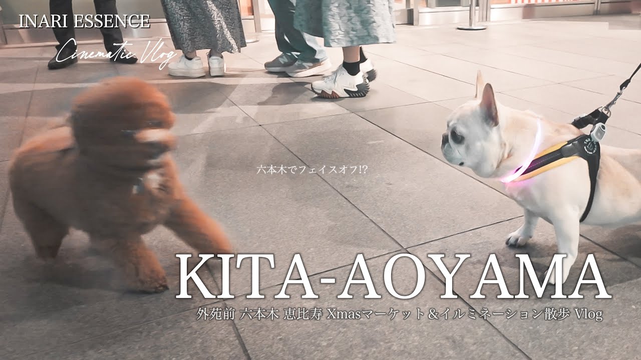 愛犬とけやき坂イルミネーションへ｜神宮外苑イチョウ並木を眺めてランチ｜30代 独身 vlog × トイプードル いなり｜六本木ヒルズ＆恵比寿ガーデンプレイス Xmasマーケットデート【4K】