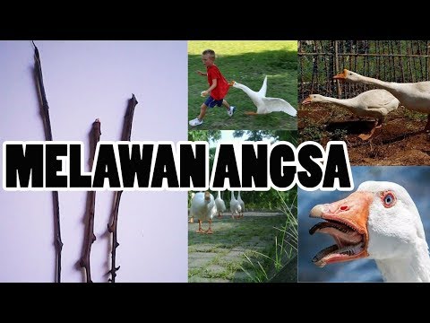 Video: Cara Melatih Burung Nuri: 15 Langkah (dengan Gambar)