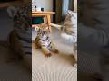 Cat Bullies a Tiger Cub… Until the Parent Shows Up😂😂😂 #catsoftiktok #cute #viral #fyp #cat