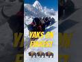 Yaks of Lobuche 🦬🦬🦬  #yak #lobuche #everestregion #snow #pov