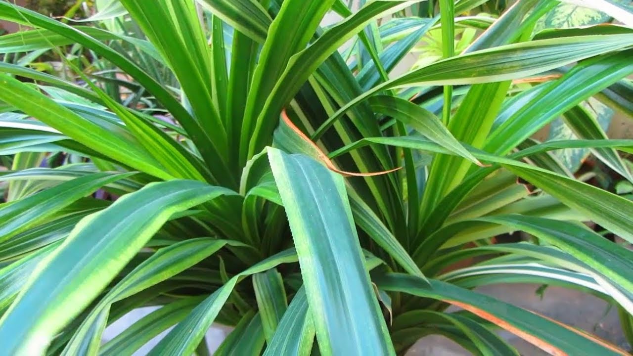 Best Fast Growing Plants For Your Garden YouTube