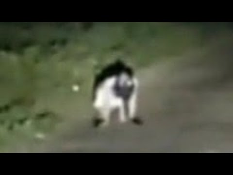 penampakan real hantu kalumba di  Gorontalo(kambing terbalik)