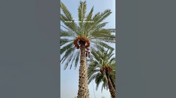طريقة صعود النخل 