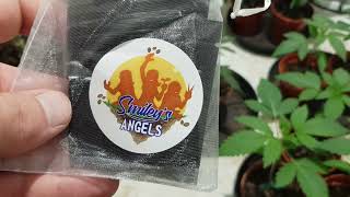 Sour Tangie, Lemon Tree & Orange Juice, Garden Update #9
