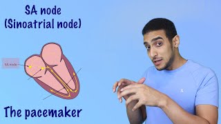 Electrical Conduction System of the Heart | SA Node, AV Node, Bundle of His  شرح بالعربي