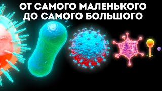 Видео: Микробы: от самого маленького до самого большого