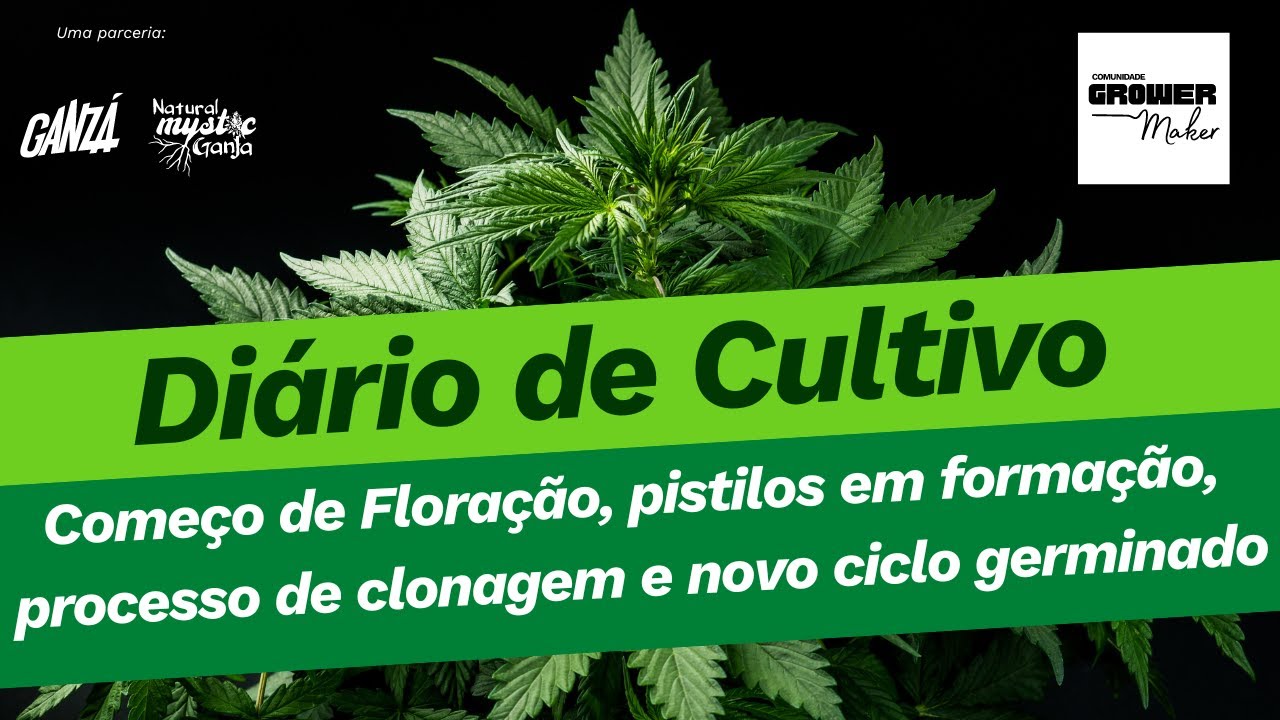 🌱🎉 Da Vegetação à Floração: Desvendando o Início Mágico!🪴Diário de Cultivo 2ª Semana de Floração! 🌿🌼