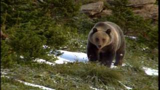 Grizzly Bear - National Park Animals for Kids