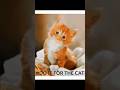 Cute and Funny Cat Videos Compilation. Part 42.