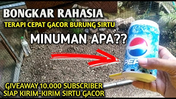 Bongkar Rahasia Terapi PANCINGAN SIRTU AGAR GACOR #giveawaysirtu