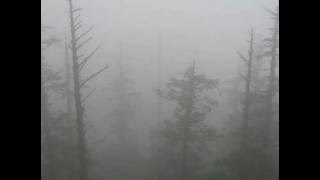 Psychonaut 4 - Personal Forest[lyrics]