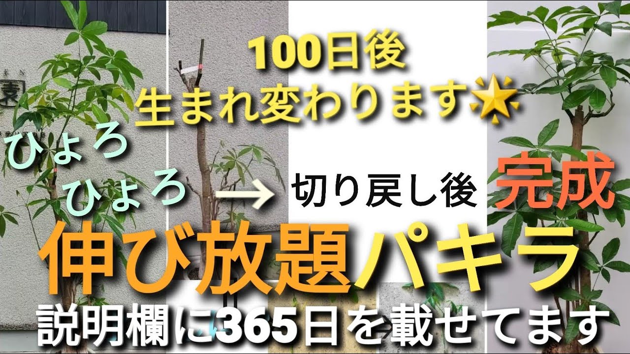 必見 ひょろひょろパキラの蘇り100日間 剪定後こうなります ５ ８月 育て方 House Plants Pachira Youtube