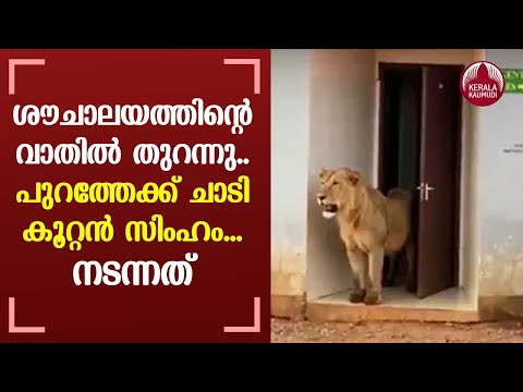 Video of lion coming out of toilet grabs attention