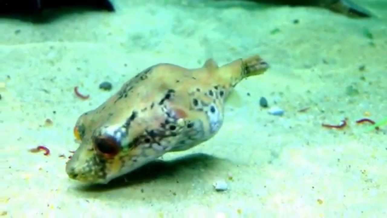 uava Dragon puffer Tetraodon palambagensis