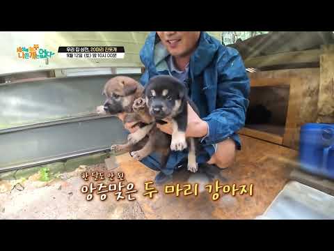 [선공개] [세상에 나쁜 개는 없다] 우리 집 상전, 20마리 진돗개_1 thumbnail