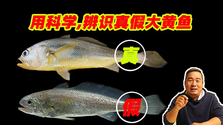 用科學辨識真假大黃魚（黃花魚）：大黃魚和小黃魚區別方法 - 天天要聞