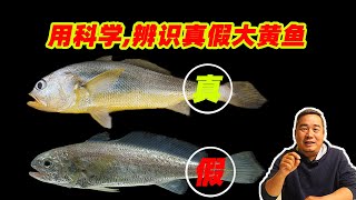 用科学辨识真假大黄鱼（黄花鱼），大黄鱼的真相2：大黄鱼和小黄鱼区别方法