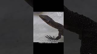 Peach-Throated Monitor Is Hurt In... #Shorts