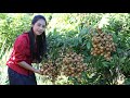 Harvest Longan fruit in my homeland and make Longan dessert - Healthy fruit