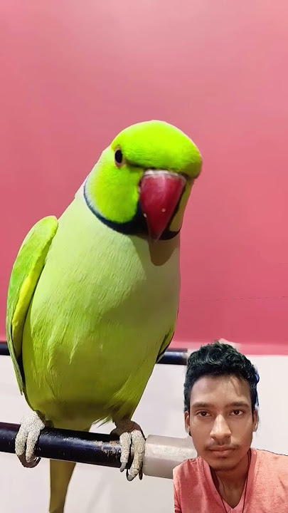 https://youtube.com/shortspnR6vc8cm7e-x
