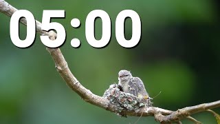5 Minute Countdown Timer With Alarm and Lo-Fi Music - Bird Nesting
