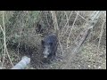 BEST BOAR ATTACK VİDEO/DOMUZ SALDIRILARI VİDEOSU.