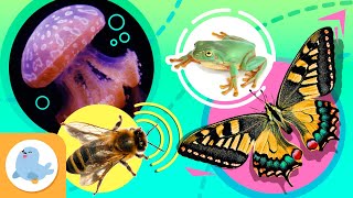 ANIMALES CURIOSOS para niños ​​🐝🦋​ Abeja, Mariposa, Medusa y Rana 🐸👾​ Recopilación