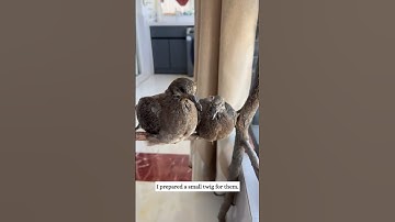 This turtle dove choose to nest outside my window and then this happened.