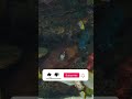 Coral Reef Aquarium 4K HDR Dolby Vision Demo #shortvideo #shorts