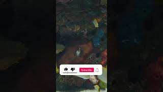Coral Reef Aquarium 4K HDR Dolby Vision Demo #shortvideo #shorts