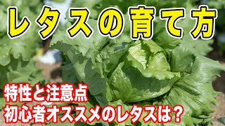 レタスの育て方【植付け】特性と栽培時の注意点　病害虫対策