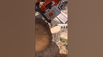 #chainsaw Stihl ms362c 25" red oak simple mods