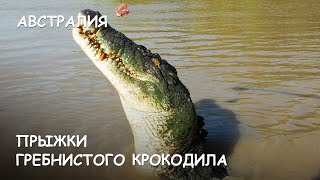 Мир Приключений - Прыжки гребнистого крокодила. Нац. Парк Какаду. Австралия. Crocodiles Jumping.(Весь цикл фильмов: http://mir-prikliuchenii.com/movies В планах: http://mir-prikliuchenii.com/plans Фрагмент из фильма 