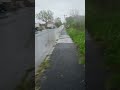 Another dog attack 🐶 / Очередное нападение собак 🐕 #dog #dogs