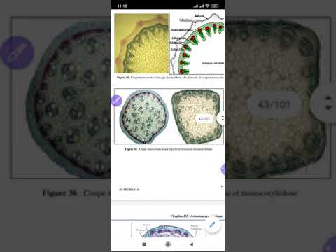 Vidéo: Quel type de disposition des faisceaux vasculaires chez les monocotylédones ?