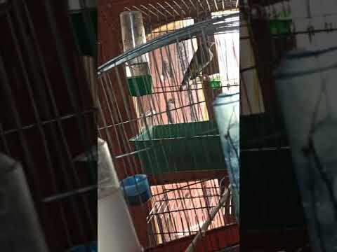 هذا هو الطاوطاو تاع الروسينيول