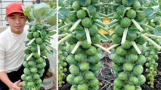 Brussels Sprouts Is Super Easy To Grow, High Yield And Quick To Harvest