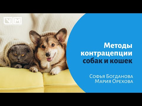 Видео: Как собаки обнаруживают диабет? Новое исследование может иметь ответ