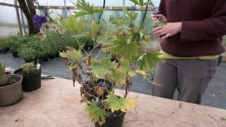 Delphiniums - Cutting Back In June