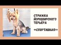 Стрижка йоркширского терьера корейский стиль