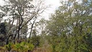 Homes for Sale - 32 Pine Pine Drive Homosassa FL 34487