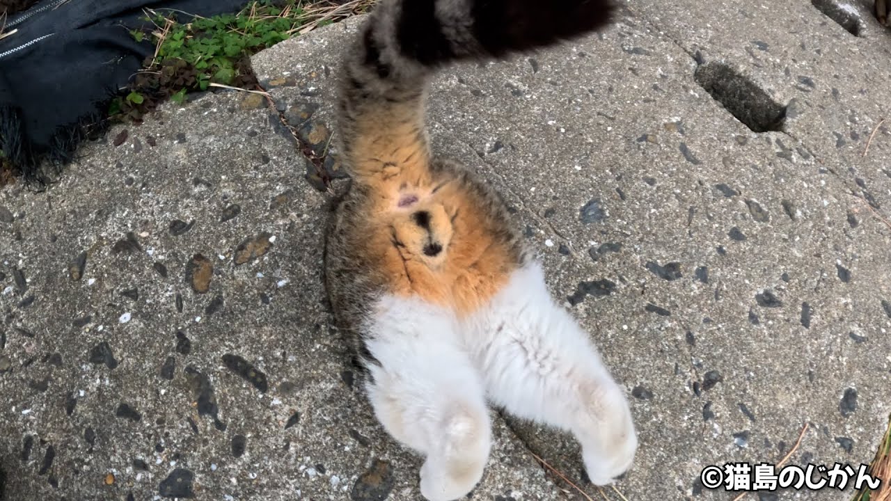 猫が吸い込まれる！？猫に大人気な側溝 - YouTube