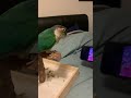 Idiot bird has horrendous taste in music and will be euthanized shortly