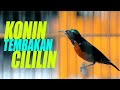 Masteran Pancingan Konin Bahan Konin Tembakan Cililin Cocok Buat Masteran Konin Dan Murai Mp3 - Mp4 Download