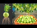 Unlock the hidden potential discover how to grow guava plant at home with ease