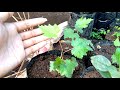 Apple, Grapes, Kamias,Orange SEEDLINGS