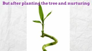 Life Lessons - The Chinese Bamboo
