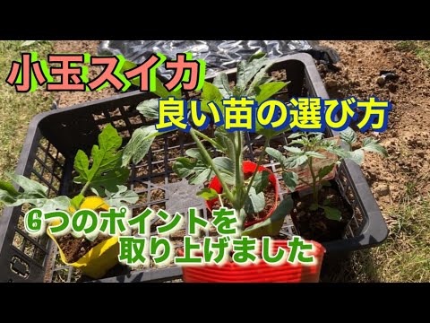 専用ページ　ミニ　すいか 精工 スイカ1/4用(小) #25 250×380 袋 青果物 無地 その他