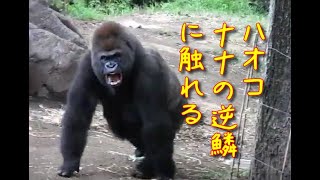 Angry Nana　Gorilla at Ueno Zoo　上野動物園のゴリラ　ハオコ、ナナの逆鱗に触れる